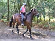 Image 49 in ANGLIAN DISTANCE RIDERS. LITTLE LODGE. 15TH SEPTEMBER 2019