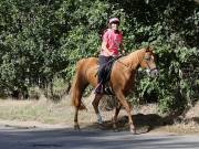 Image 95 in ANGLIAN DISTANCE RIDERS. LITTLE LODGE. 15TH SEPTEMBER 2019