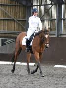 Image 127 in DRESSAGE AT WORLD HORSE WELFARE. 5TH OCTOBER 2019