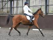 Image 132 in DRESSAGE AT WORLD HORSE WELFARE. 5TH OCTOBER 2019