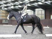 Image 257 in DRESSAGE AT WORLD HORSE WELFARE. 5TH OCTOBER 2019