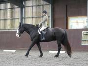 Image 268 in DRESSAGE AT WORLD HORSE WELFARE. 5TH OCTOBER 2019
