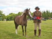 Image 12 in BERGH APTON HORSE SHOW.