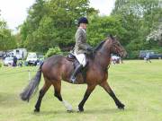 Image 14 in BERGH APTON HORSE SHOW.