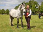 Image 4 in BERGH APTON HORSE SHOW.