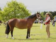 Image 6 in BERGH APTON HORSE SHOW.