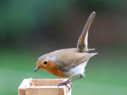 Image 8 in ROBINS