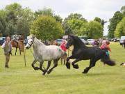 Image 16 in BERGH APTON HORSE SHOW.