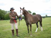Image 4 in BERGH APTON HORSE SHOW.
