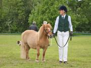 Image 11 in BERGH  APTON  HORSE  SHOW.  PART  TWO.