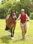 Image 12 in BERGH  APTON  HORSE  SHOW.  PART  TWO.