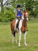 Image 20 in BERGH APTON HORSE SHOW. PART TWO.