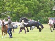 Image 24 in BERGH APTON HORSE SHOW. PART TWO.