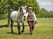 Image 25 in BERGH  APTON  HORSE  SHOW.  PART  TWO.