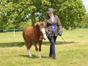 Image 27 in BERGH  APTON  HORSE  SHOW.  PART  TWO.