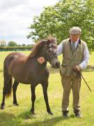 Image 3 in BERGH  APTON  HORSE  SHOW.  PART  TWO.