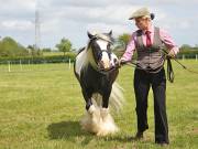 Image 33 in BERGH APTON HORSE SHOW. PART TWO.