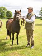 Image 4 in BERGH  APTON  HORSE  SHOW.  PART  TWO.