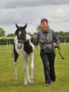 Image 8 in BERGH  APTON  HORSE  SHOW.  PART  TWO.