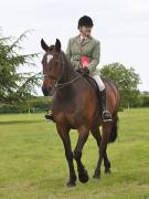 Image 9 in BERGH APTON HORSE SHOW. PART TWO.