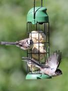 Image 14 in TITS and FINCHES