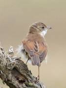 Image 1 in WARBLERS AND OTHERS