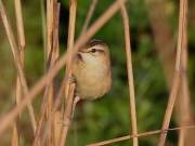 Image 3 in WARBLERS AND OTHERS