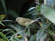 Image 4 in WARBLERS AND OTHERS