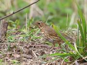 Image 6 in WARBLERS AND OTHERS