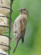 Image 7 in WARBLERS AND OTHERS