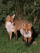 Image 121 in FOX AND BADGER