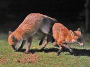 Image 154 in FOX AND BADGER