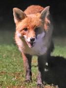 Image 156 in FOX AND BADGER