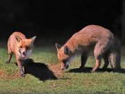 Image 158 in FOX AND BADGER