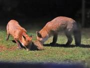 Image 159 in FOX AND BADGER