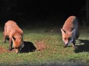 Image 160 in FOX AND BADGER