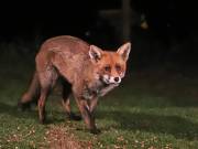 Image 162 in FOX AND BADGER
