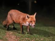 Image 163 in FOX AND BADGER