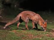 Image 164 in FOX AND BADGER
