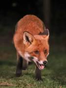 Image 165 in FOX AND BADGER