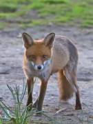 Image 170 in FOX AND BADGER