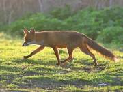 Image 172 in FOX AND BADGER