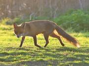 Image 173 in FOX AND BADGER
