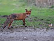 Image 176 in FOX AND BADGER
