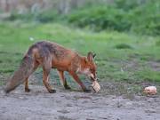 Image 177 in FOX AND BADGER