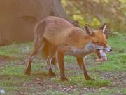 Image 178 in FOX AND BADGER