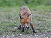 Image 5 in FOX AND BADGER