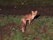 Image 69 in FOX AND BADGER