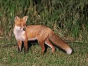 Image 80 in FOX AND BADGER