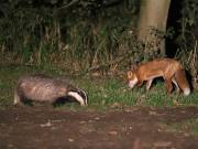 Image 90 in FOX AND BADGER